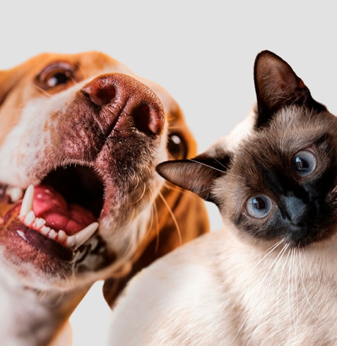 Kedi ve Köpeklerde Pire Nasıl Temizlenir?