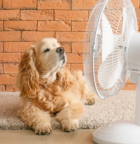 Kedi ve Köpeklerde Sıcak Çarpması
