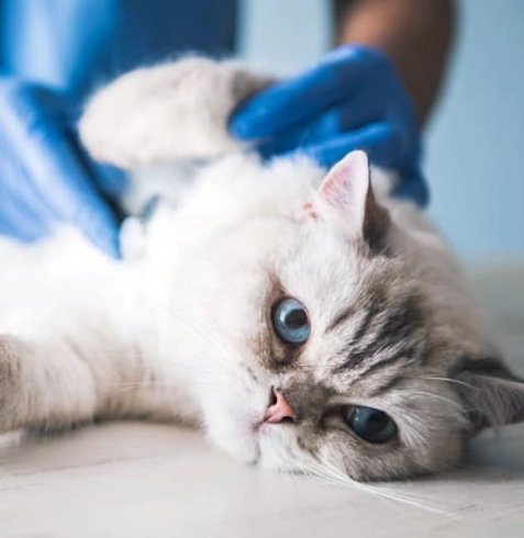 Kedilerde Diyafram Fıtığı