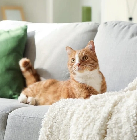 Kedilerde Tüy Dökülmesi Neden Olur?