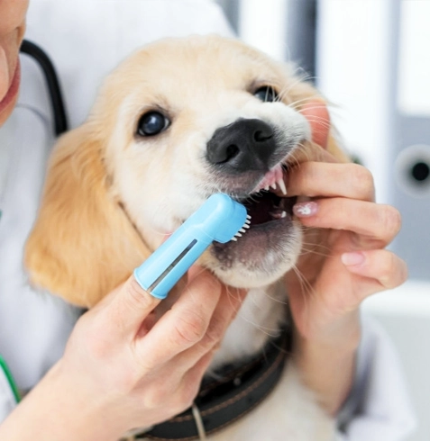 Köpeklerde Diş Taşı Temizliği ve Ağız Bakımı