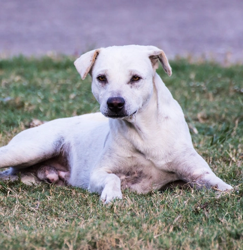 Köpeklerde İç, Dış Parazit