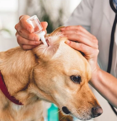 Köpeklerde Kulak Akıntısı ve Kaşıntısı