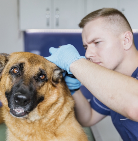 Köpeklerde Kulak İltihabı