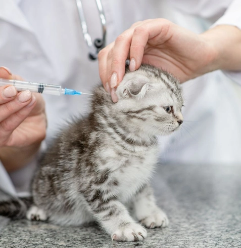 Yavru Kedilerde Aşılama