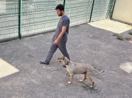 Bağlıca PAC Veteriner
