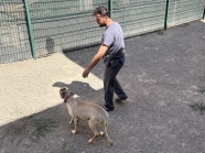 Bağlıca PAC Veteriner