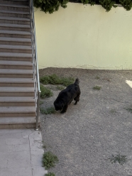 Bağlıca PAC Veteriner