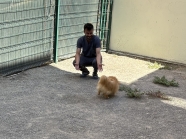 Bağlıca PAC Veteriner
